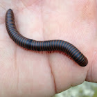 Worm Millipede
