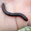 Worm Millipede