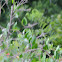 Ruby throated humming bird