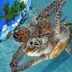 How to download Sea Life Water Touch lastet apk for android