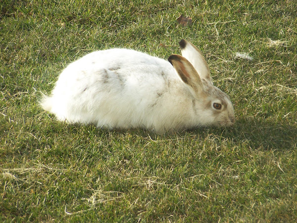 Cottontail Rabbit | Project Noah