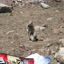 Belding's ground squirrel