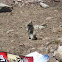 Belding's ground squirrel