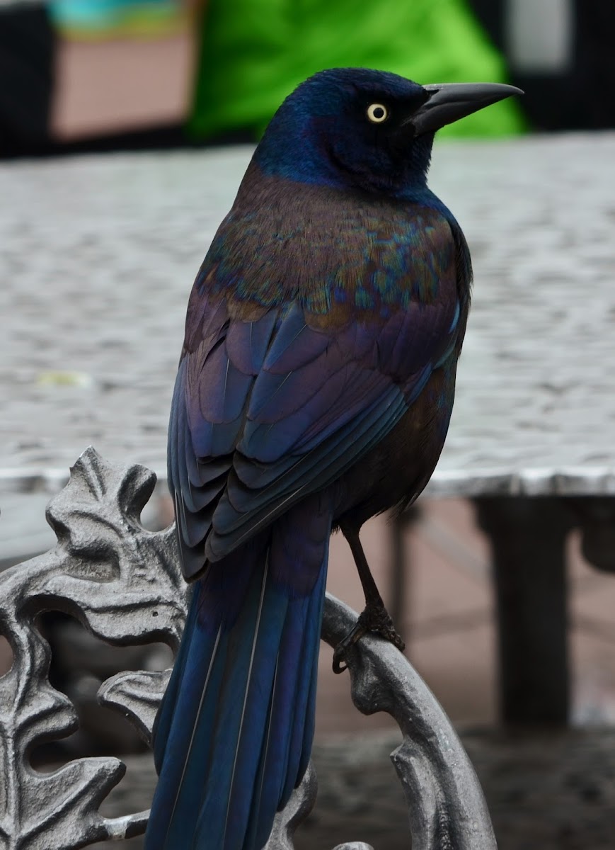 Grackle