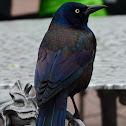 Grackle
