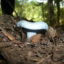Indigo Milky