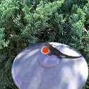 Brown Anole