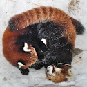 Red panda