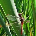 Dragonflie, Libelle