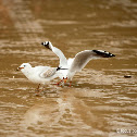 Seagull