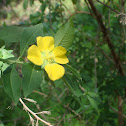 Primrose