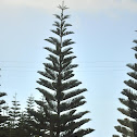 Norfolk pine