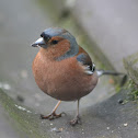 Common Chaffinch