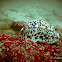 Tiger Cowry shell