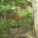 White Tail Deer
