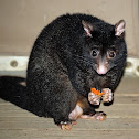 Common Brushtail Possum/ Short-eared Mountain Possum