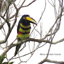 Many-banded Aracari