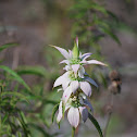 Spotted Beebalm