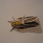 Moth