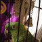 Yellow-Naped Amazon