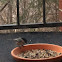 Black-Capped Chickadee