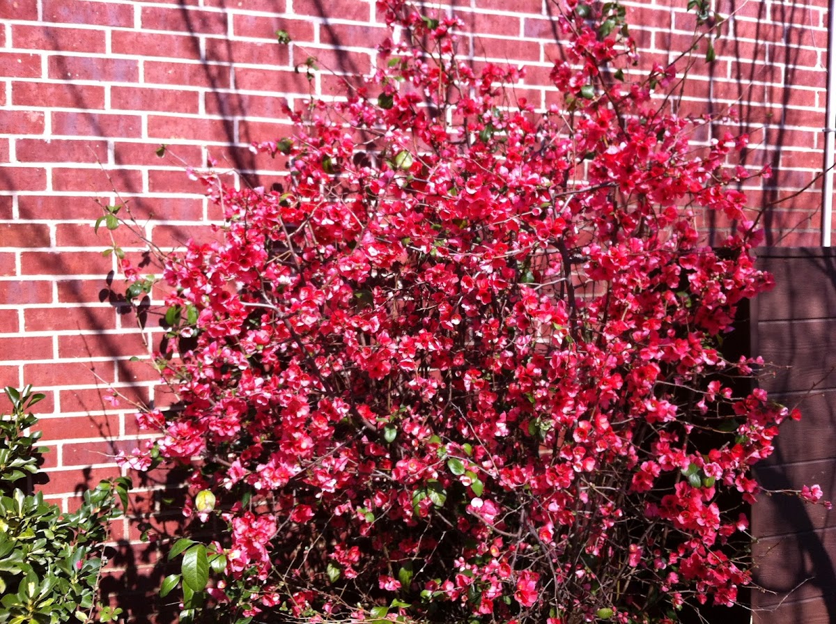 Red Flowering Quince
