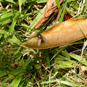 Blow Fly
