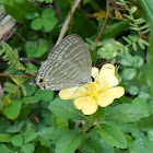 Common Cerulean