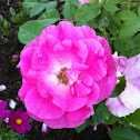 Centennial Rose