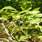 Wild Blueberries