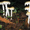 Questionable Stropharia