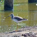 Greater Yellowlegs