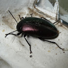 Purple darkling beetle