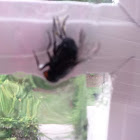 Common Housefly