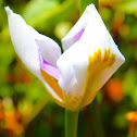 Iris
