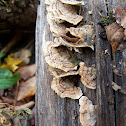 Stereum ostrea
