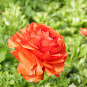 Persian buttercup (marimonia)