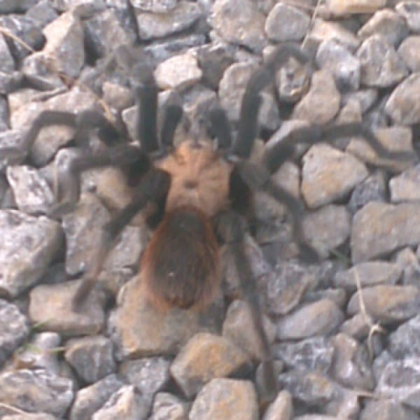 Oklahoma Brown Tarantula Project Noah