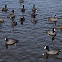 American Coot