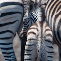 Burchell's Zebra
