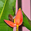 Rufous-tailed Hummingbird