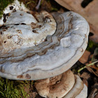 shelf fungi