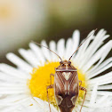 Tarnished plant bug