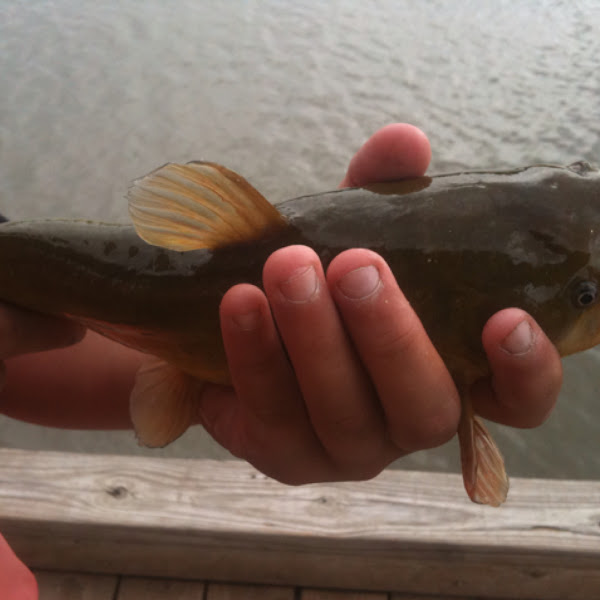 Yellow Belly Catfish Project Noah