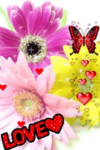 Love Flowers Butterfly Live Wa