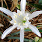 Pancratium maritimum or sea daffodil /Azucena o lirio de mar