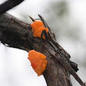 Tremella mesenterica