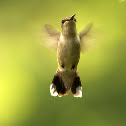 Ruby-throated Hummingbird (Female)