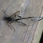 American Pelecinid Wasp