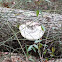 White Cheese Polypore
